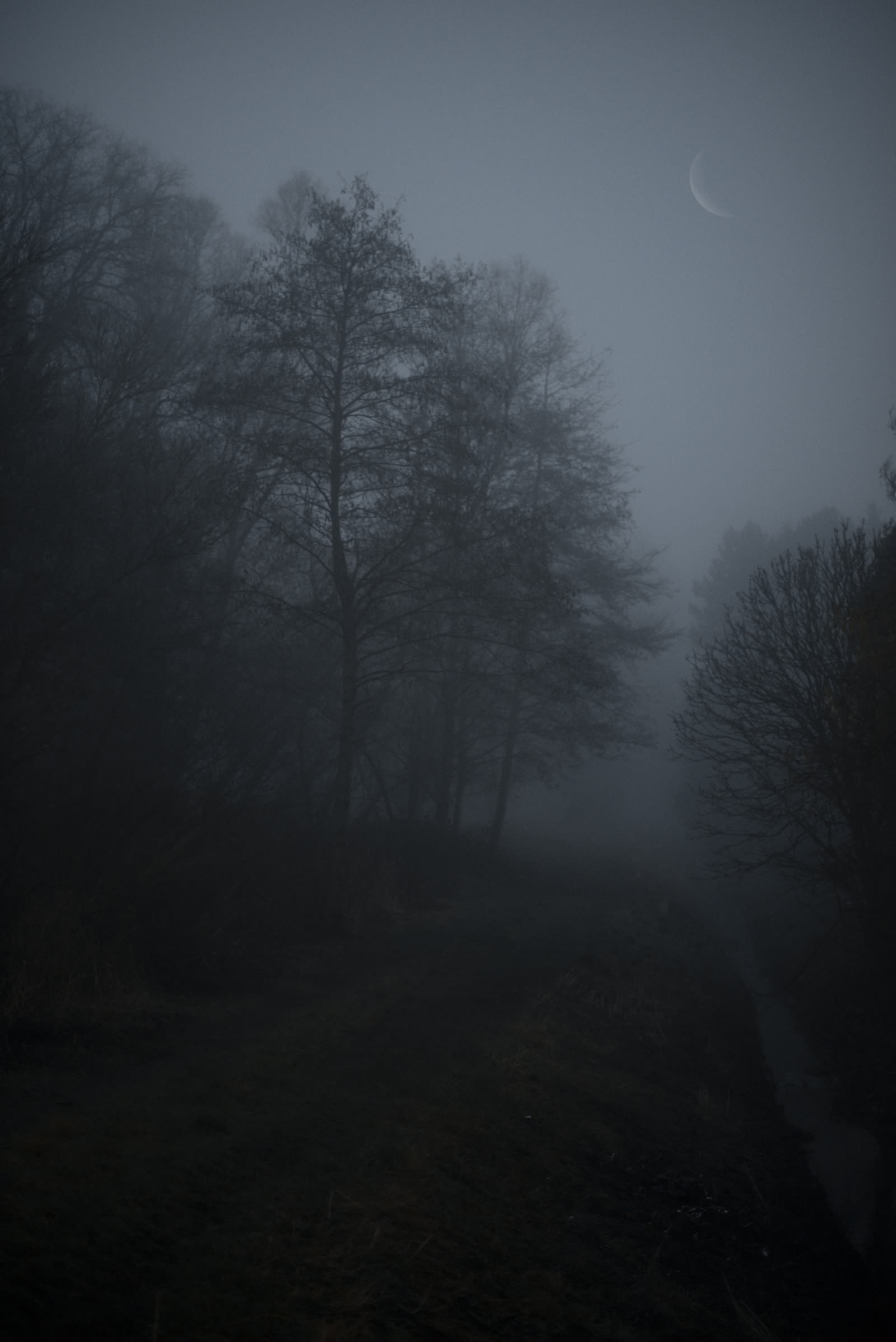 A misty treeline silhouette, a crescent moon hanging low over the field