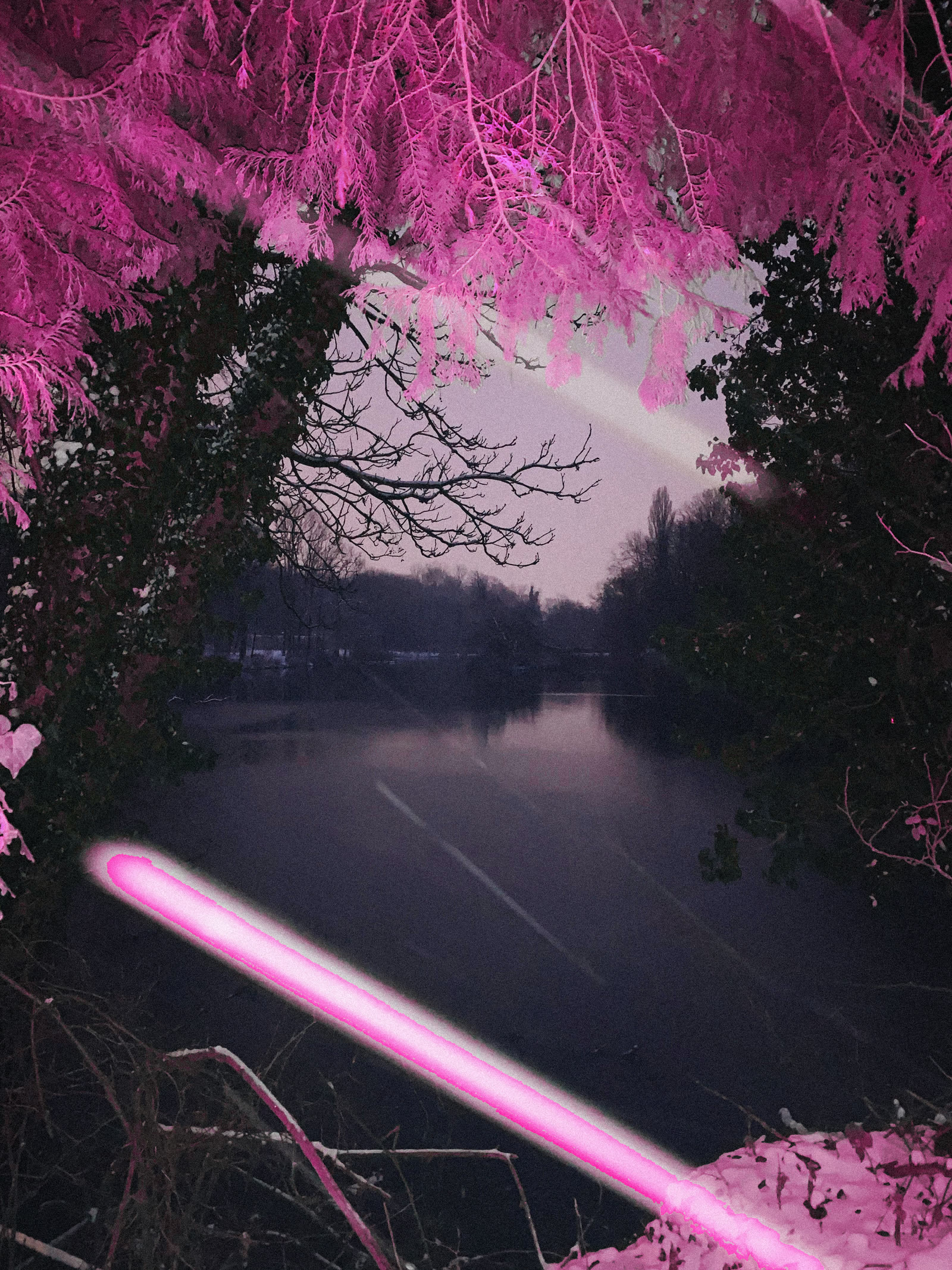A spiked plant lit hot pink against a dark riverside sky
