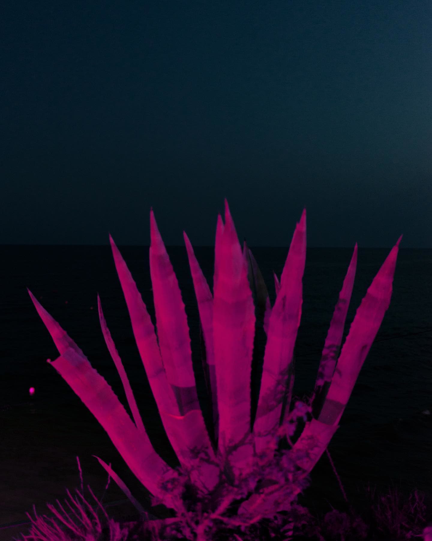 A spiked plant glowing magenta against the dark sea, lit by a passing light